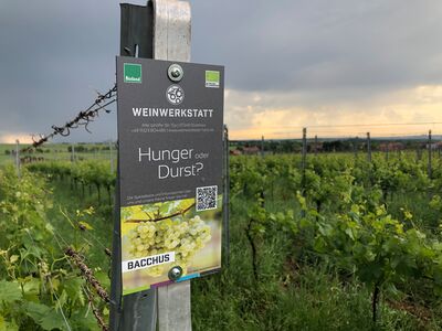 Weinwerkstatt Hess